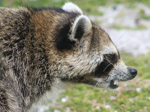 I am pretty sure Bella would not let THIS bite her.