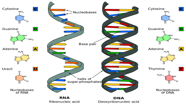 Difference-DNA-and-RNA.jpg